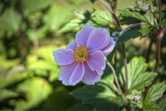 JAPANESE ANEMONE by Christina Luckings